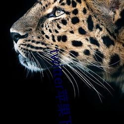 twitter苹(蘋)果(果)下载app
