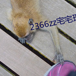 2366zz宅宅理论