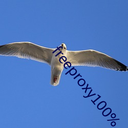 freeproxy100%