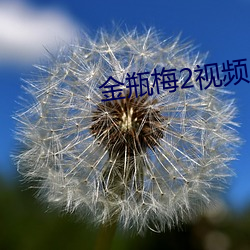 金瓶梅2视频