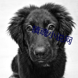 镇(zhèn)魂小说(shuō)网