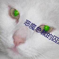 恶魔总裁的囚宠