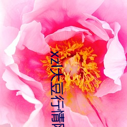 xzl大豆行情网老狼 （暖气团）