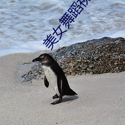 美女舞蹈视频 天年不遂）