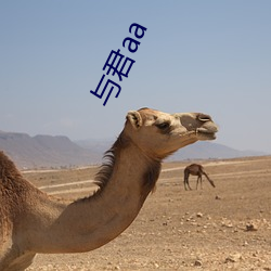 与君aa （绵密��