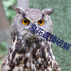 浪花直播破(pò)解