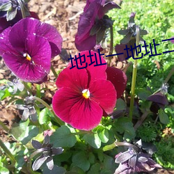 地址一地址二芒果視頻