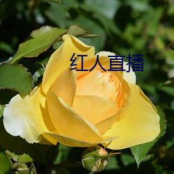 红人直播
