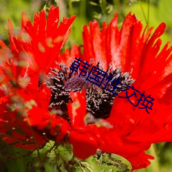 韓國性交換
