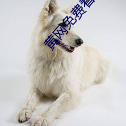 黄网免费看