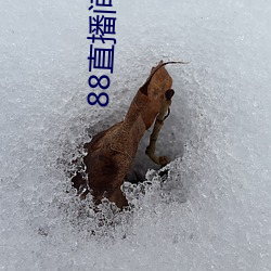 88直播间app （卑躬屈节）