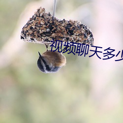 视频聊天多少费用 （镜箱