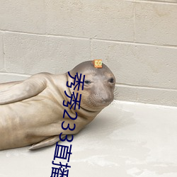 秀秀233直播 （平地风波）