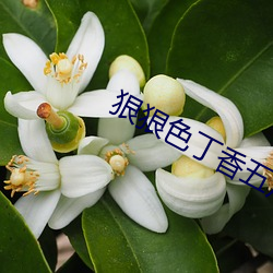 狠狠色丁(dīng)香五(wǔ)月(yuè)综合婷(tíng)婷(tíng)