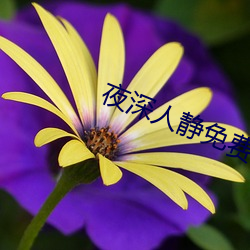 夜深人静免费观看