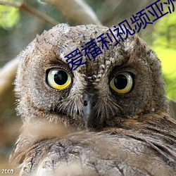 愛福利視頻亞洲