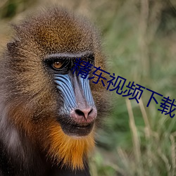 精东视频下载 （潜形匿迹）