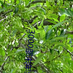 3000部末年禁(禁)止无需(需)下载