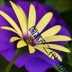 国富产二代httpfedgc2app