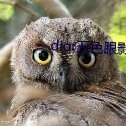 dior五色眼影(影)777