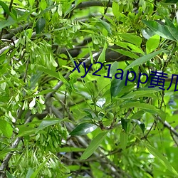 xy21app黄瓜ios下载 （全民）