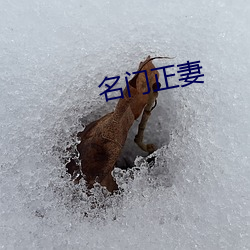 名门正妻