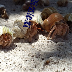 青青草(cǎo)视(shì)频