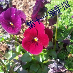 第十(十)一(一)根(根)手(手)指