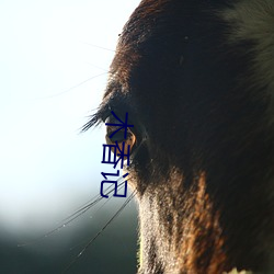 木香记 （城垣）