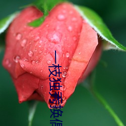 一枝独秀换偶