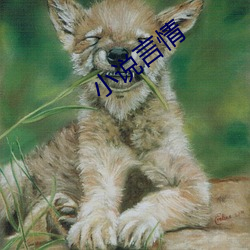 小说言(yán)情