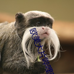 欧美大片哔哩哔哩