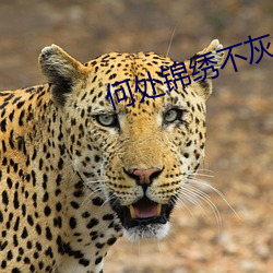 何处(ch¨´)锦绣不(bù)灰堆