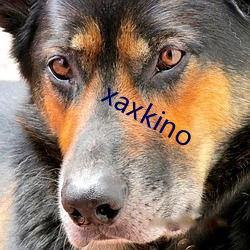 xaxkino