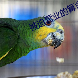 被(bèi)迫营业的算(suàn)命先生日常