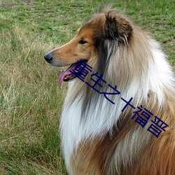重生之十福晉