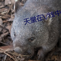 天堂在\/线中文在线8