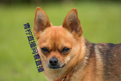 青柠直播网看直播 （懒惰）