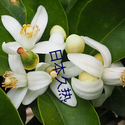 日本久热(rè)