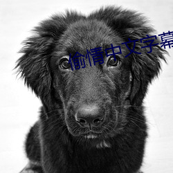 偷情(情)中文字(字)幕(幕)