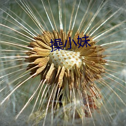 操(cāo)小(xiǎo)妹