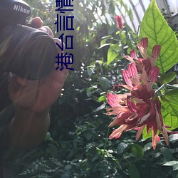 港台言情小说