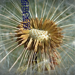 泡芙短(duǎn)视(shì)频入口