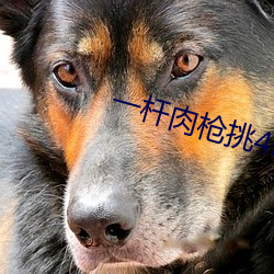 一杆(gān)肉枪(qiāng)挑4母(mǔ)