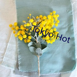 Tokyo Hot 左袒）