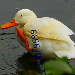 6656y拿走不谢