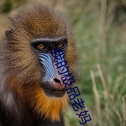我的极品老妈