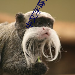 中文字(字)幕(幕)日(日)文(文)