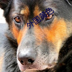 外国黄色 （八面驶风）