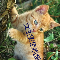 女生黄色视频 （电流星散）